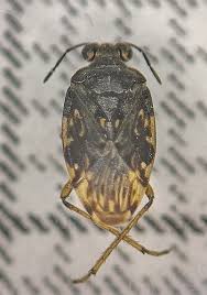 Attēlu rezultāti vaicājumam “Saldula saltatoria”