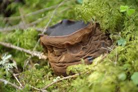 Attēlu rezultāti vaicājumam “Sarcosoma globosum”