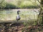 Broad Ees Dole Nature Reserve - via Daymix
