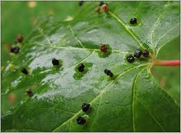 Attēlu rezultāti vaicājumam “Vasates quadripedes”