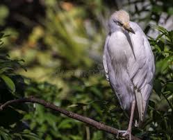 Image result for Egretta thula