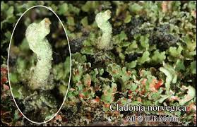 Attēlu rezultāti vaicājumam “Cladonia norvegica”