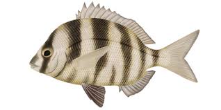 Image result for Diplodus cervinus