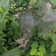 Attēlu rezultāti vaicājumam “Yponomeuta malinellus / cagnagella larva”