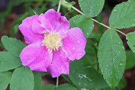 Attēlu rezultāti vaicājumam “Rosa majalis”