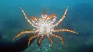 Image result for Maja brachydactyla