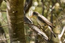 Image result for Hippolais olivetorum