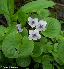 Attēlu rezultāti vaicājumam “Viola palustris”