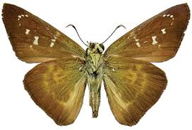 Attēlu rezultāti vaicājumam “Hesperiidae”