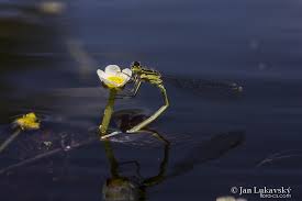 Attēlu rezultāti vaicājumam “Batrachium circinatum”