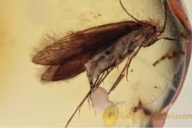 Attēlu rezultāti vaicājumam “Trichoptera egg mass”