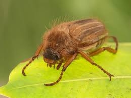 Attēlu rezultāti vaicājumam “Amphimallon solstitiale imago”