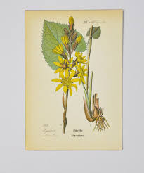 Attēlu rezultāti vaicājumam “Ligularia sibirica flower”