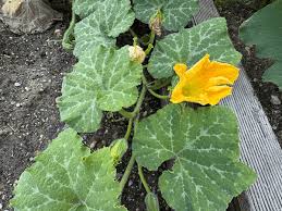 Attēlu rezultāti vaicājumam “Cucurbita pepo leaf”