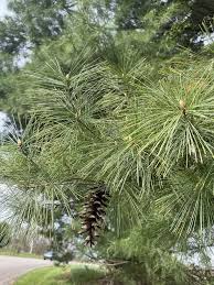 Attēlu rezultāti vaicājumam “Pinus strobus fruit”