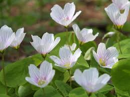Attēlu rezultāti vaicājumam “Oxalis acetosella fruit”