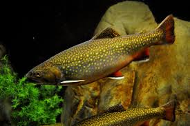Image result for Salvelinus faroensis
