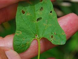 Attēlu rezultāti vaicājumam “Calystegia sepium leaf”