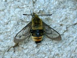 Attēlu rezultāti vaicājumam “Hemaris tityus”