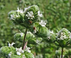 Attēlu rezultāti vaicājumam “Oenothera rubricauli leaf”