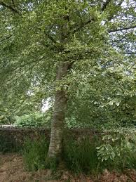 Attēlu rezultāti vaicājumam “Fagus sylvatica fo. laciniata”