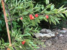 Attēlu rezultāti vaicājumam “Pulmonaria angustifolia fruit”