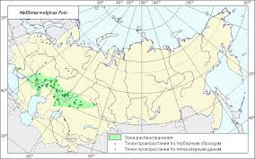 Attēlu rezultāti vaicājumam “Melilotus wolgicus”
