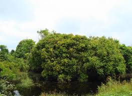 Image result for pohon semalu images