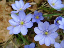 Attēlu rezultāti vaicājumam “Hepatica nobilis flower”