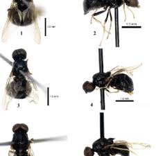 Attēlu rezultāti vaicājumam “Symphytocarpus impexus sessile”