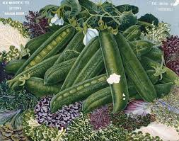 Attēlu rezultāti vaicājumam “Pisum sativum”