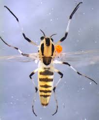 Attēlu rezultāti vaicājumam “Cricotopus”