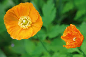 Image result for Papaver nudicaule
