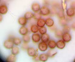 Attēlu rezultāti vaicājumam “Diderma simplex macro”