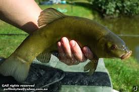 Image result for Tinca tinca