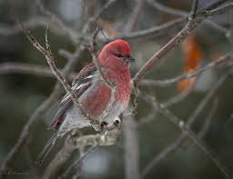 Attēlu rezultāti vaicājumam “Pinicola enucleator adult”