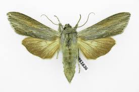 Attēlu rezultāti vaicājumam “Cucullia umbratica”