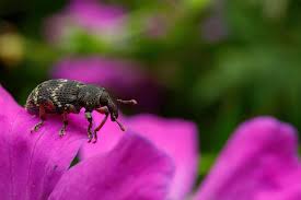 Attēlu rezultāti vaicājumam “Hylobius pinastri”