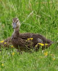 Attēlu rezultāti vaicājumam “Anas platyrhynchos juvenile”