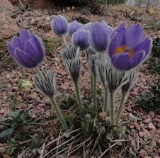 Attēlu rezultāti vaicājumam “Pulsatilla patens fruit”