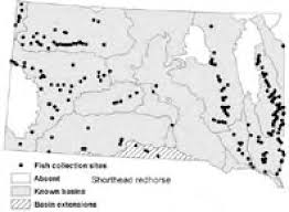 Image result for Moxostoma macrolepidotum