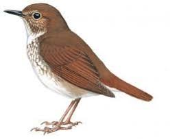 Image result for Luscinia sibilans