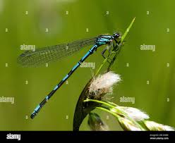 Attēlu rezultāti vaicājumam “Coenagrion hastulatum”