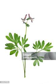 Attēlu rezultāti vaicājumam “Corydalis cava”