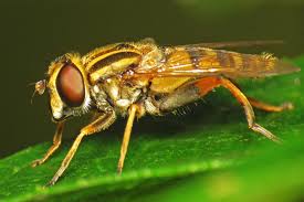 Attēlu rezultāti vaicājumam “Helophilus pendulus”