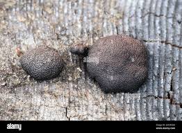 Attēlu rezultāti vaicājumam “Amaurochaete sp.”