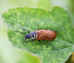 Attēlu rezultāti vaicājumam “Alleculidae”