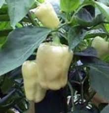 Afbeeldingsresultaat voor hungarian sweet white sweet pepper