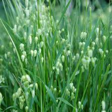 Attēlu rezultāti vaicājumam “Briza media flower”