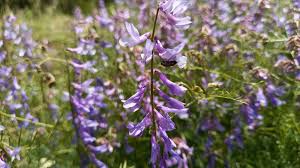 Attēlu rezultāti vaicājumam “Vicia tenuifolia flower”